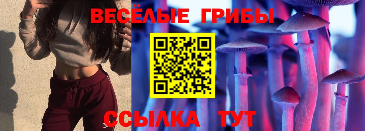 Псилоцибиновые грибы Psilocybe Саяногорск